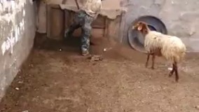 مدرنترین و زیباترین دامداری قرن.