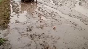 آخه کسی اینقدر ترسو!! فقط ببینید