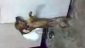 رقص باحال سگ