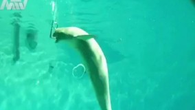 احتمالا یکی از هموطنان دلاور اینو بهش یاد داده 