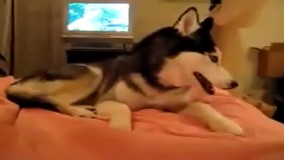 کلیپی از حرف زدن سگ که میگه: I Love You