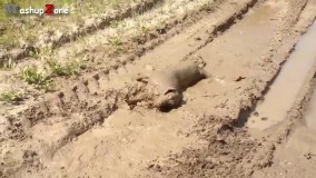 سگ های جالب و بامزه