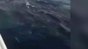 نهنگ سواری جنوبی ها در سواحل خلیج فارس