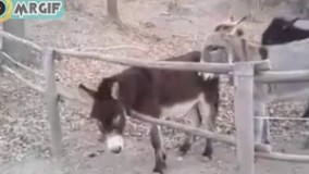 کدوم خر باهوش تره... !!