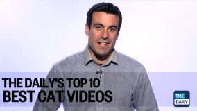 10 تا گربه باحال