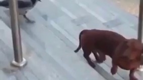 آخه کی سگ به این بی عُرضه گی دیده؟