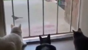 واااای عاااالیه