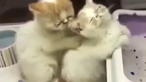 نوازش و محبت کردن راباید از حیوانات یاد گرفت.