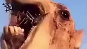 وقتی سیب زمینی سرخ کرده داغ میذاری تو دهانت 