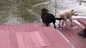 واکنش فوق باور سگ ها رو ببینید..