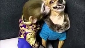 رفاقت و نوازش سگ و میمون