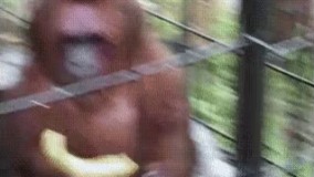 بده من بابا اعصاب ندارم 