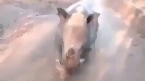 این کرگدن داره ادای گوسفنده رو در میاره