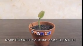 آدامس دادن به گیاه گوشتخوار