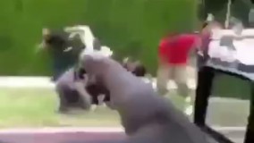 عجب کرمی داره این