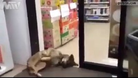 خسته س میفهمی، حال نداره بره اونورتر