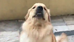 بسه داداش سوراخ سوراخش کردی