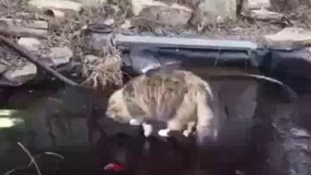  تلاشِ من برای بدست             آوردن رزق و روزی