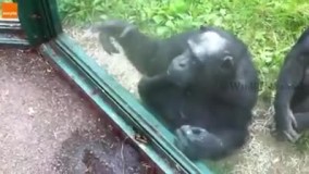 یک شامپانزه با هوش  سعی دارد هر جور شده نوشیدنی را بگیرد حتی راه اینکه چه طوری بهش برسونن را نشون میده .این کلیپ عالیه به هیچ وجه از دست ندین