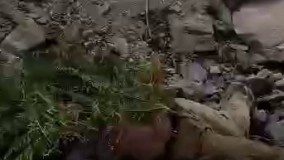 چهار جوان آفرود رشتى از روستاى دیر که روز گذشته با یک خودرو براى تفریح به سلانسررفته بودند متأسفانه امروز در ته دره اى اجسادشان پیدا شد