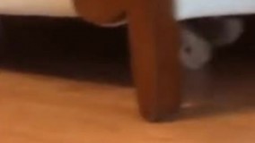 سرسر بازی پیشی ملوس