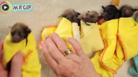 اینا رو ????????_خفاش قنداق شده ندیده بودیم __