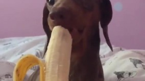 با این دندوناش چه سوسول موز میخوره ????????__