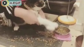 تربیت یک گربه شلخته ????__