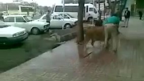 مردی در خیابان مولوی تهران در حال شستن شیری در پیاده رو است. جالب اینکه شیر هیچ بست و حفاظی ندارد