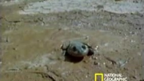 قورباغه ی water holding، که در زمان اتمام فصل بارش به زیر زمین میرود و تا 2سال بدون آب و غذا میتواند زنده بماند و در زمان بارش دوباره به سطح زمین می آید. 