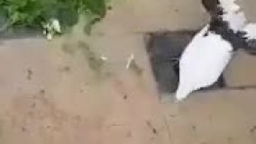 ای جااااانمممم  واسه خانمش گل هدیه برد