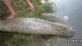 تمساح خورده شده در شکم مار 