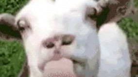 اگه فهمیدی چی میگه جایزه داری