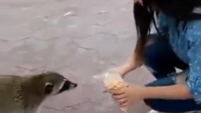 چه رَکبی زد 