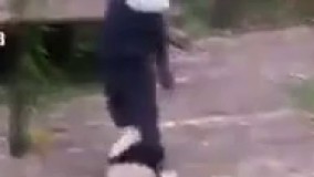  پاندا بانمکترین موجود جهان