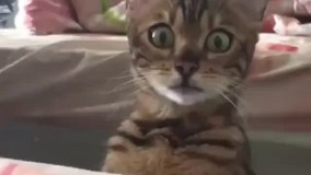 وقتی سرکلاس معلم میگه از کی بپرسم