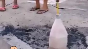 مارمولک پرنده !:)