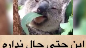 این اصن حال نداره غذا بخوره