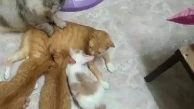 شوهر وفادار به این میگن