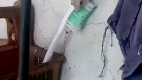 مسواک زدن یه مارمولک 