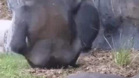 -داداچ دو سه تومن داری دستی بدی بم؟ +دارم، بیا..