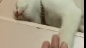 پاشو پاشو پاشو… نه نه نه…