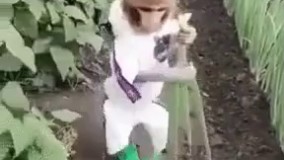 اینم فهمید پیاز از موز گرون تر شده