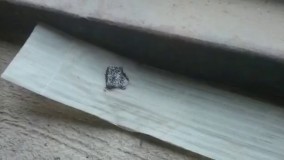 مورچه ها رو نکشید ، فقط دعواشون کنید !