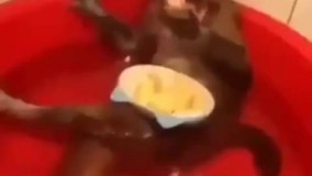 تابستان خود را          چگونه گذراندید؟ 