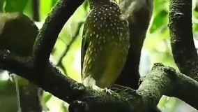  کلیپ دیدنی از پرنده ای      که صداش شبیه صدا بچه س!!