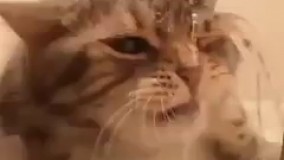 یه خوشگل خنگ