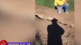 نجات یک کانگورو از لوله آب!