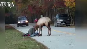 لحظه هولناک شاخ به شاخ شدن عکاس و گوزن