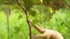   هر وقت حالتون گرفته بود، این کلیپ رو تا آخر ببینید 